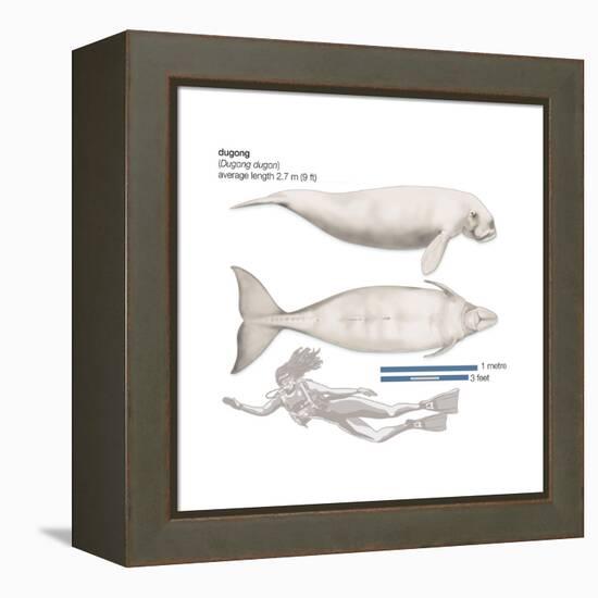 Dugong (Dugong Dugon), Mammals-Encyclopaedia Britannica-Framed Stretched Canvas