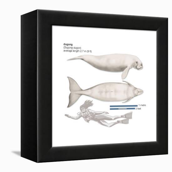 Dugong (Dugong Dugon), Mammals-Encyclopaedia Britannica-Framed Stretched Canvas