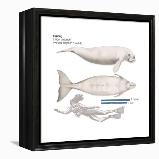 Dugong (Dugong Dugon), Mammals-Encyclopaedia Britannica-Framed Stretched Canvas