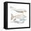 Dugong (Dugong Dugon), Mammals-Encyclopaedia Britannica-Framed Stretched Canvas