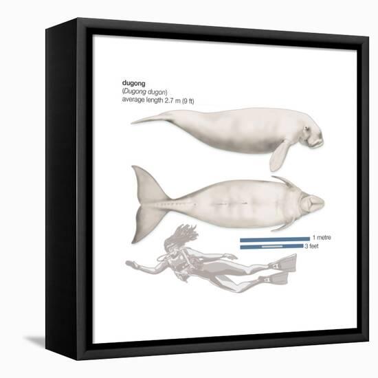 Dugong (Dugong Dugon), Mammals-Encyclopaedia Britannica-Framed Stretched Canvas