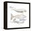 Dugong (Dugong Dugon), Mammals-Encyclopaedia Britannica-Framed Stretched Canvas