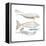 Dugong (Dugong Dugon), Mammals-Encyclopaedia Britannica-Framed Stretched Canvas