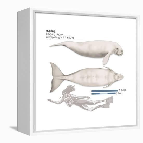 Dugong (Dugong Dugon), Mammals-Encyclopaedia Britannica-Framed Stretched Canvas