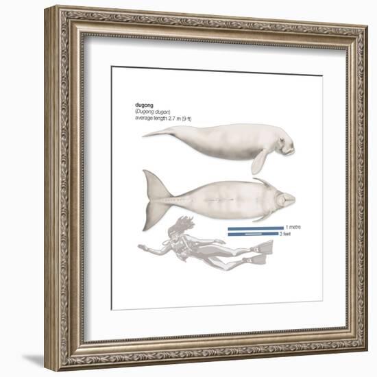 Dugong (Dugong Dugon), Mammals-Encyclopaedia Britannica-Framed Art Print