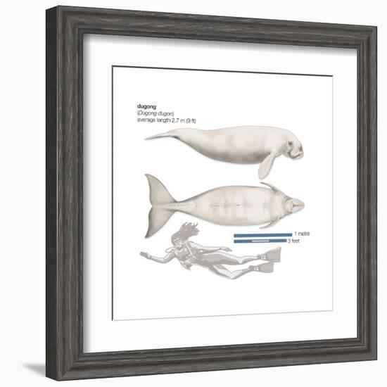 Dugong (Dugong Dugon), Mammals-Encyclopaedia Britannica-Framed Art Print