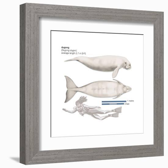 Dugong (Dugong Dugon), Mammals-Encyclopaedia Britannica-Framed Art Print