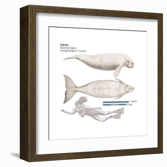 Dugong (Dugong Dugon), Mammals-Encyclopaedia Britannica-Framed Art Print