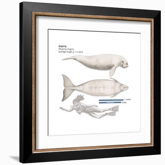 Dugong (Dugong Dugon), Mammals-Encyclopaedia Britannica-Framed Art Print