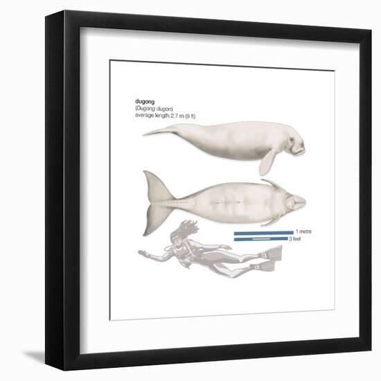 Dugong (Dugong Dugon), Mammals-Encyclopaedia Britannica-Framed Art Print