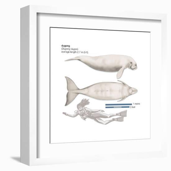 Dugong (Dugong Dugon), Mammals-Encyclopaedia Britannica-Framed Art Print