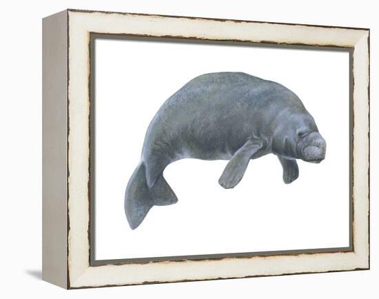 Dugong (Dugong Dugon), Mammals-Encyclopaedia Britannica-Framed Stretched Canvas