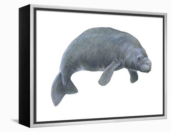 Dugong (Dugong Dugon), Mammals-Encyclopaedia Britannica-Framed Stretched Canvas