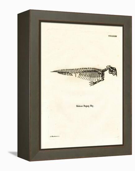 Dugong Skeleton-null-Framed Premier Image Canvas