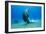 Dugong-Louise Murray-Framed Photographic Print