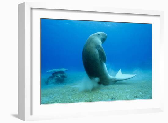 Dugong-Louise Murray-Framed Photographic Print