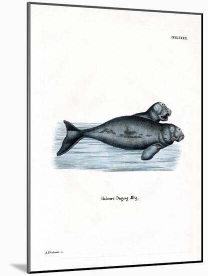 Dugong-null-Mounted Giclee Print