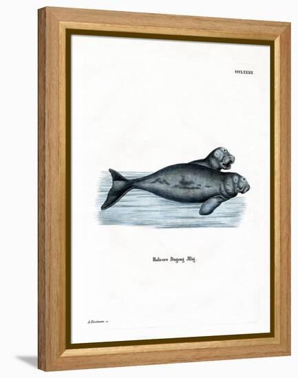 Dugong-null-Framed Premier Image Canvas