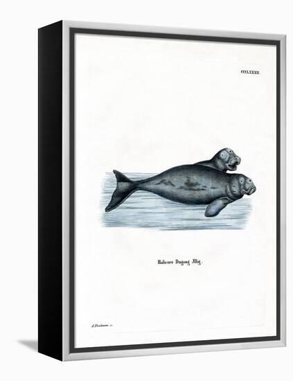 Dugong-null-Framed Premier Image Canvas