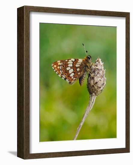 Duke of Burgundy butterfly crawling up flower bud to bask in sun-Andy Sands-Framed Photographic Print