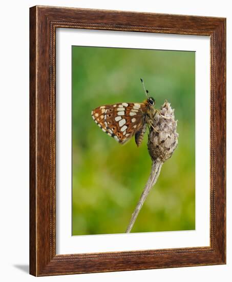 Duke of Burgundy butterfly crawling up flower bud to bask in sun-Andy Sands-Framed Photographic Print