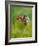 Duke of Burgundy butterfly crawling up flower bud to bask in sun-Andy Sands-Framed Photographic Print