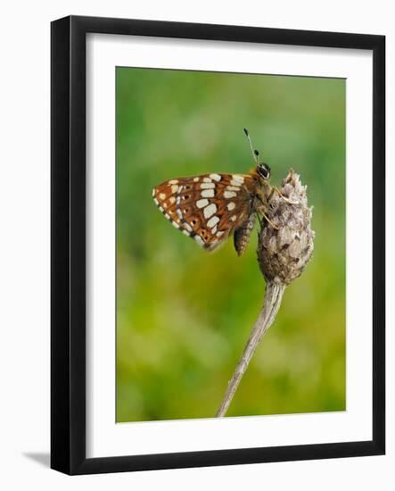 Duke of Burgundy butterfly crawling up flower bud to bask in sun-Andy Sands-Framed Photographic Print