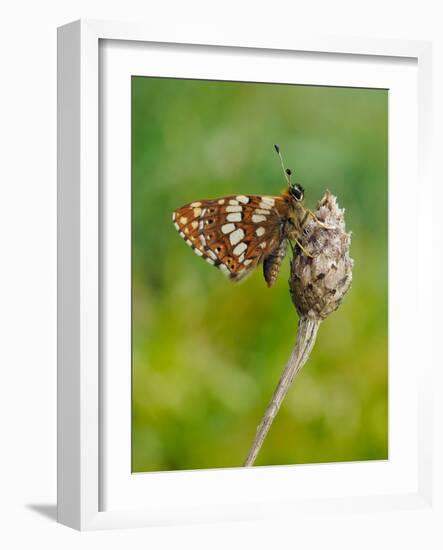 Duke of Burgundy butterfly crawling up flower bud to bask in sun-Andy Sands-Framed Photographic Print