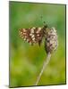 Duke of Burgundy butterfly crawling up flower bud to bask in sun-Andy Sands-Mounted Photographic Print