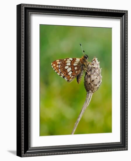 Duke of Burgundy butterfly crawling up flower bud to bask in sun-Andy Sands-Framed Photographic Print