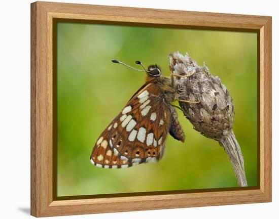 Duke of Burgundy butterfly roosting on flower bud, UK-Andy Sands-Framed Premier Image Canvas