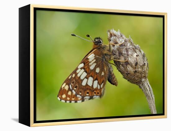 Duke of Burgundy butterfly roosting on flower bud, UK-Andy Sands-Framed Premier Image Canvas