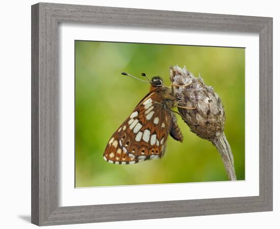 Duke of Burgundy butterfly roosting on flower bud, UK-Andy Sands-Framed Photographic Print