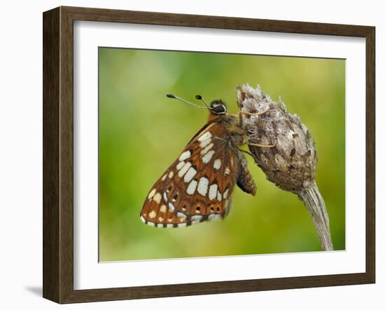 Duke of Burgundy butterfly roosting on flower bud, UK-Andy Sands-Framed Photographic Print