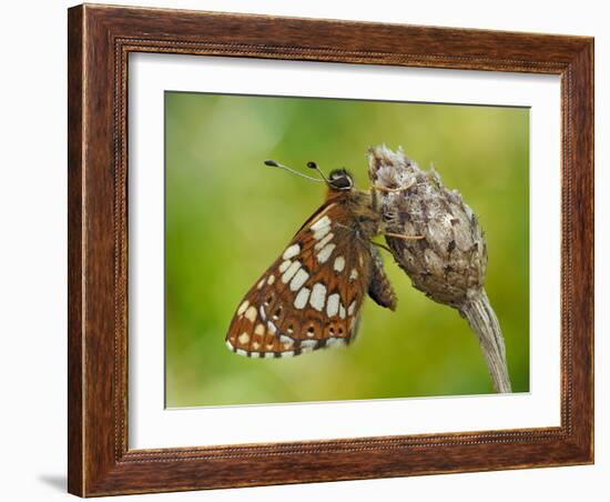 Duke of Burgundy butterfly roosting on flower bud, UK-Andy Sands-Framed Photographic Print