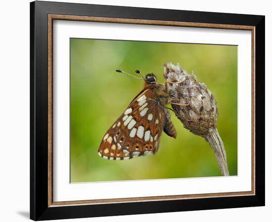 Duke of Burgundy butterfly roosting on flower bud, UK-Andy Sands-Framed Photographic Print