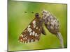 Duke of Burgundy butterfly roosting on flower bud, UK-Andy Sands-Mounted Photographic Print