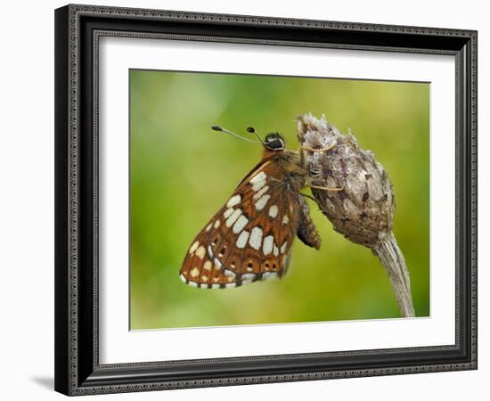 Duke of Burgundy butterfly roosting on flower bud, UK-Andy Sands-Framed Photographic Print