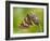 Duke of Burgundy butterfly roosting on flower bud, UK-Andy Sands-Framed Photographic Print