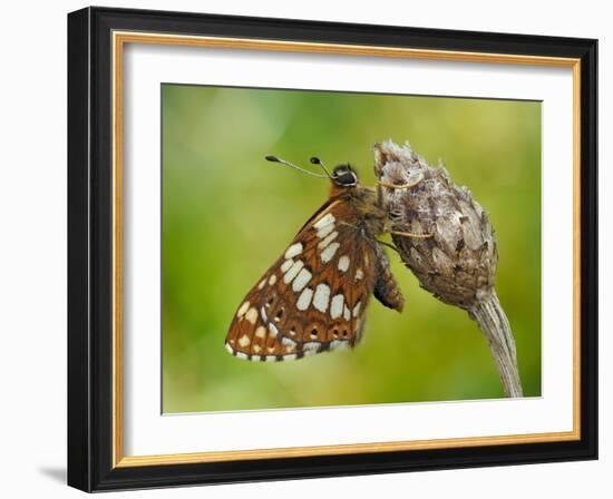 Duke of Burgundy butterfly roosting on flower bud, UK-Andy Sands-Framed Photographic Print