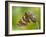 Duke of Burgundy butterfly roosting on flower bud, UK-Andy Sands-Framed Photographic Print