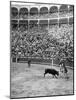 Duke of Pinohermoso, bullfighter,during a fight in Madrid's bull ring.-Erich Lessing-Mounted Photographic Print