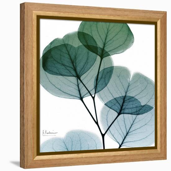 Dull Eucalyptus Mate-Albert Koetsier-Framed Stretched Canvas