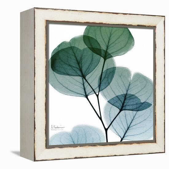 Dull Eucalyptus Mate-Albert Koetsier-Framed Stretched Canvas