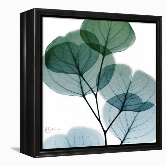 Dull Eucalyptus Mate-Albert Koetsier-Framed Stretched Canvas