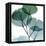 Dull Eucalyptus Mate-Albert Koetsier-Framed Stretched Canvas