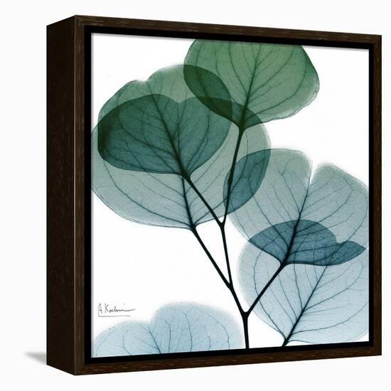 Dull Eucalyptus Mate-Albert Koetsier-Framed Stretched Canvas