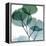 Dull Eucalyptus Mate-Albert Koetsier-Framed Stretched Canvas