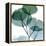 Dull Eucalyptus Mate-Albert Koetsier-Framed Stretched Canvas