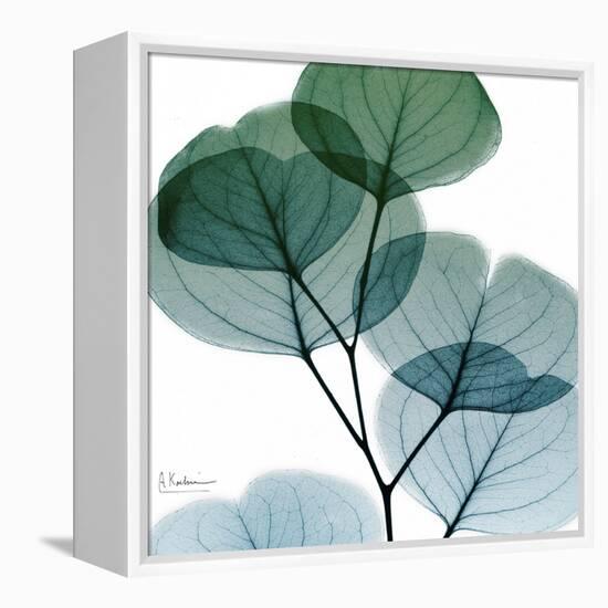 Dull Eucalyptus Mate-Albert Koetsier-Framed Stretched Canvas